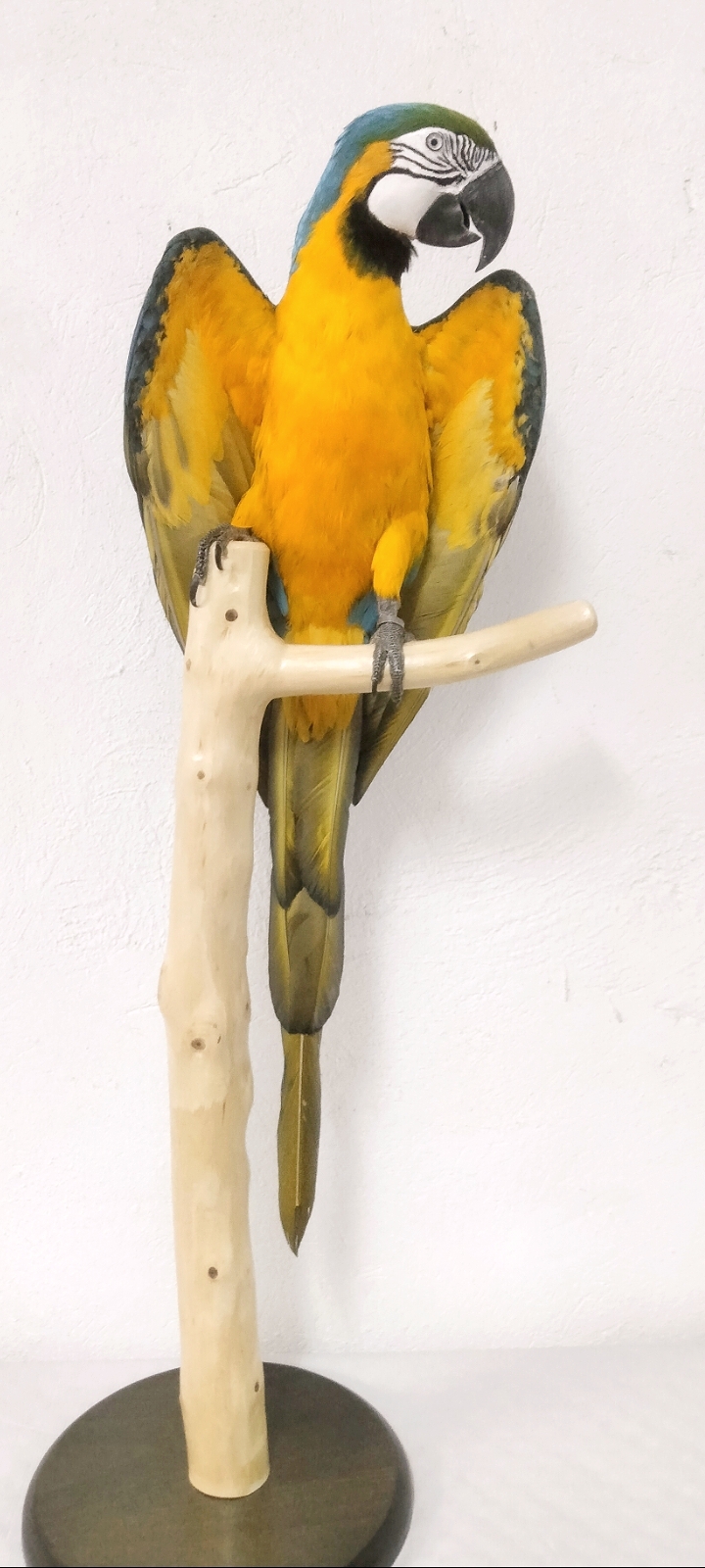 GUACAMAYO AMARILLO