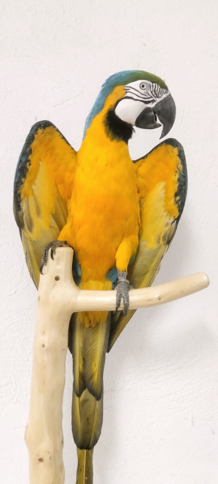 GUACAMAYO AMARILLO