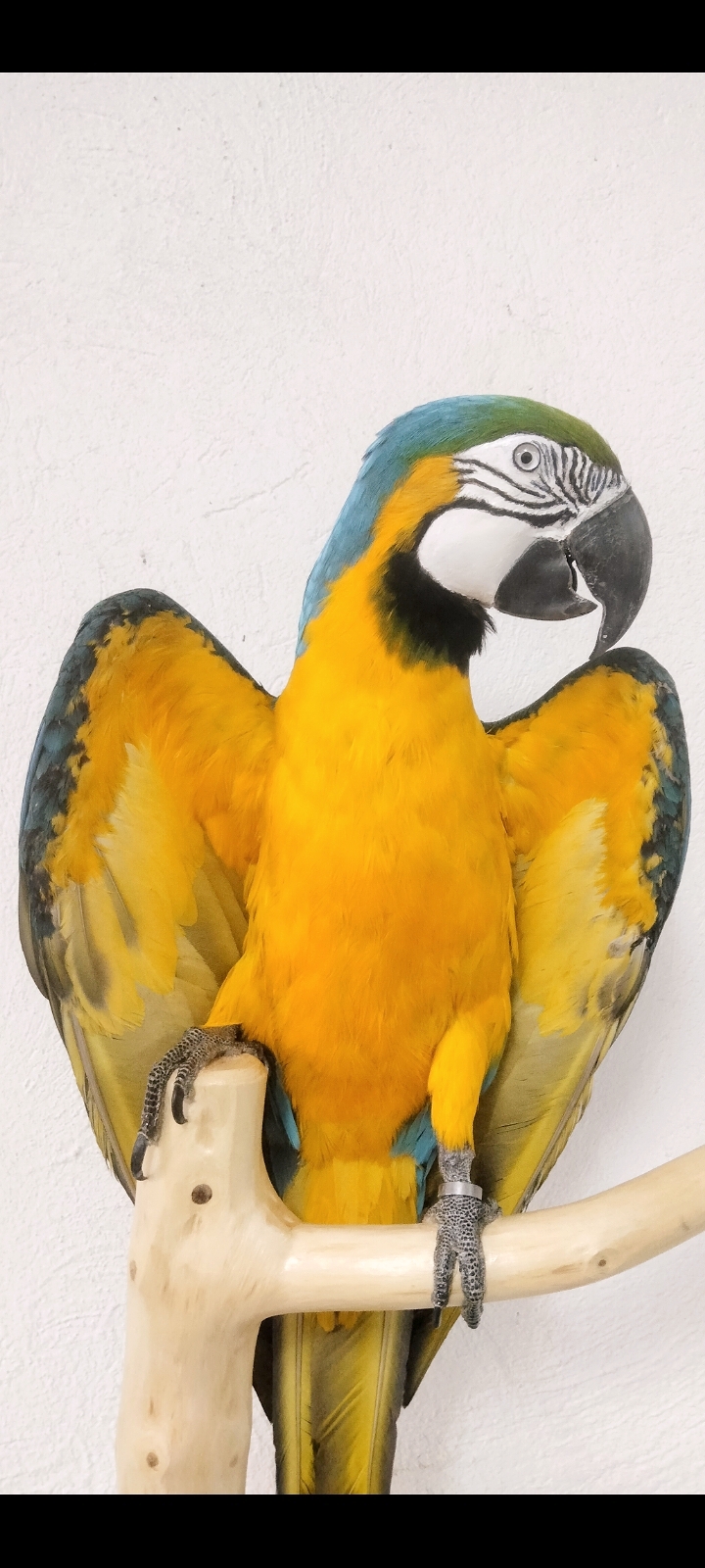 GUACAMAYO AMARILLO 