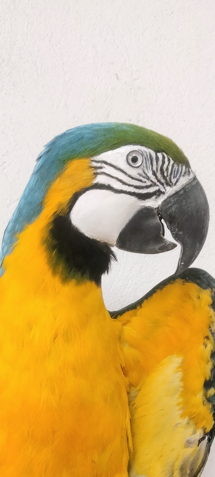 GUACAMAYO AMARILLO