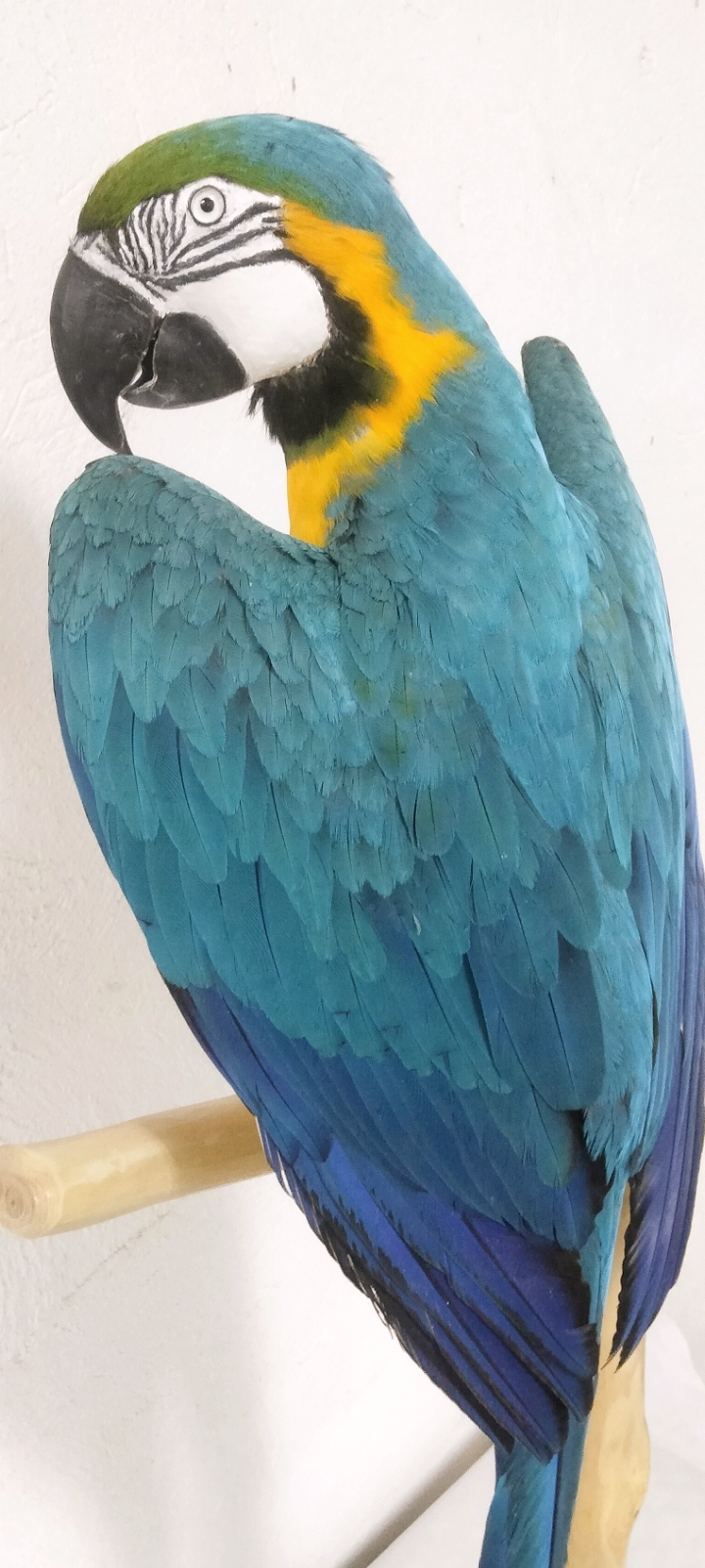 GUACAMAYO AMARILLO 