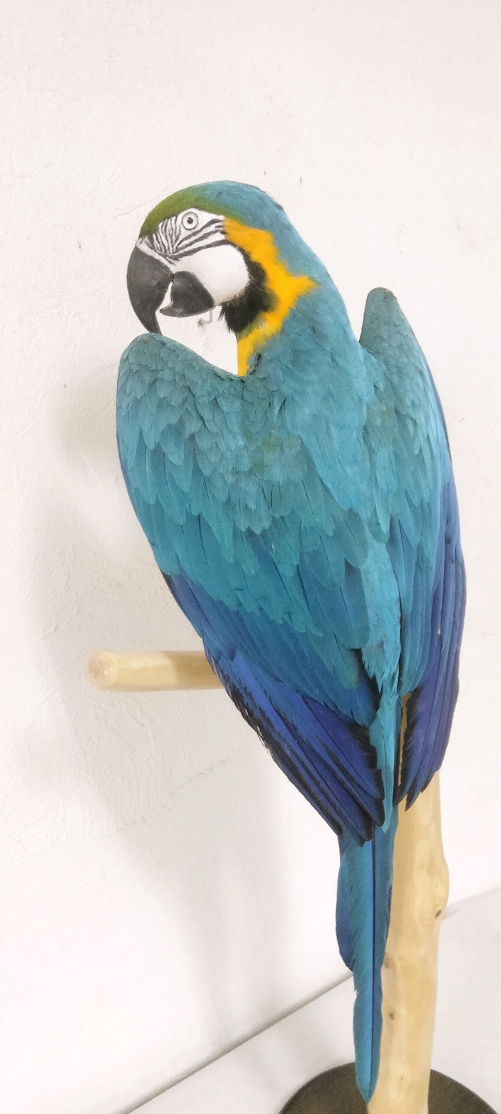 GUACAMAYO AMARKLLO