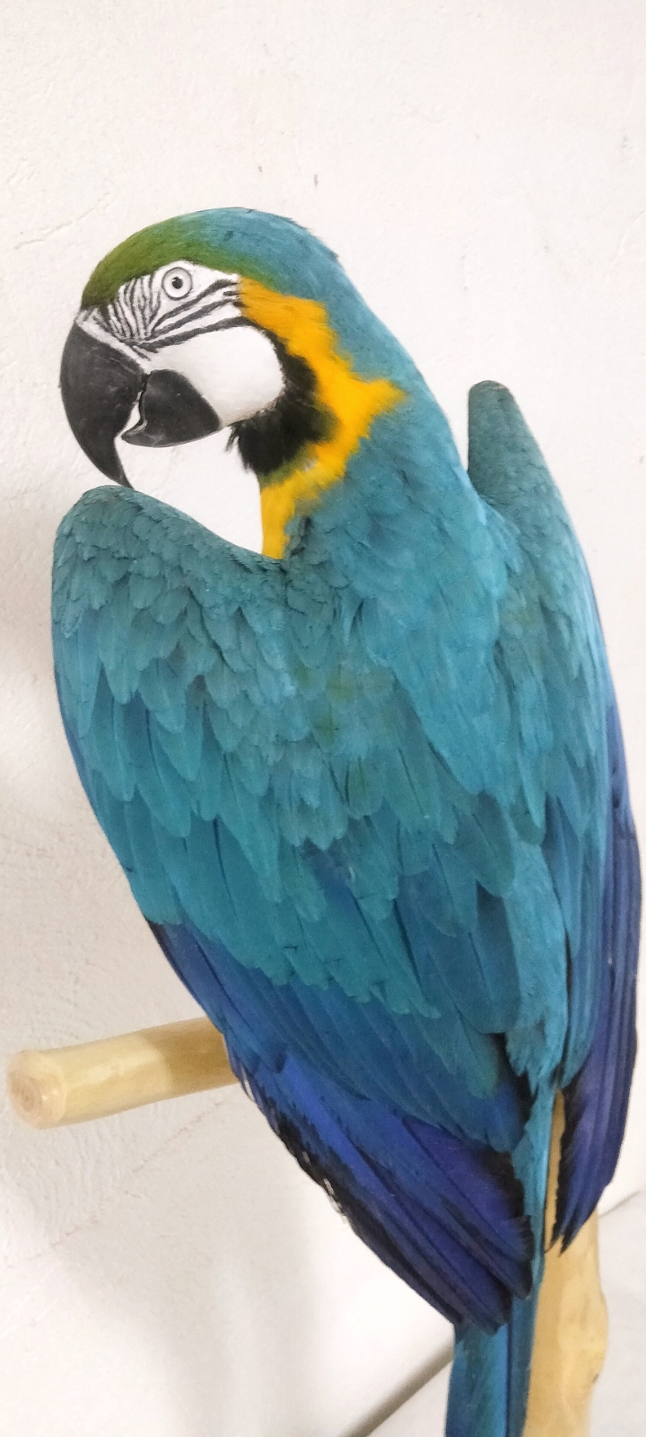 GUACAMAYO AMARILLO