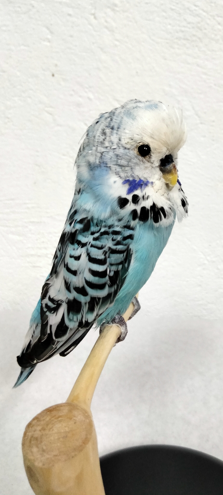 PERIQUITO