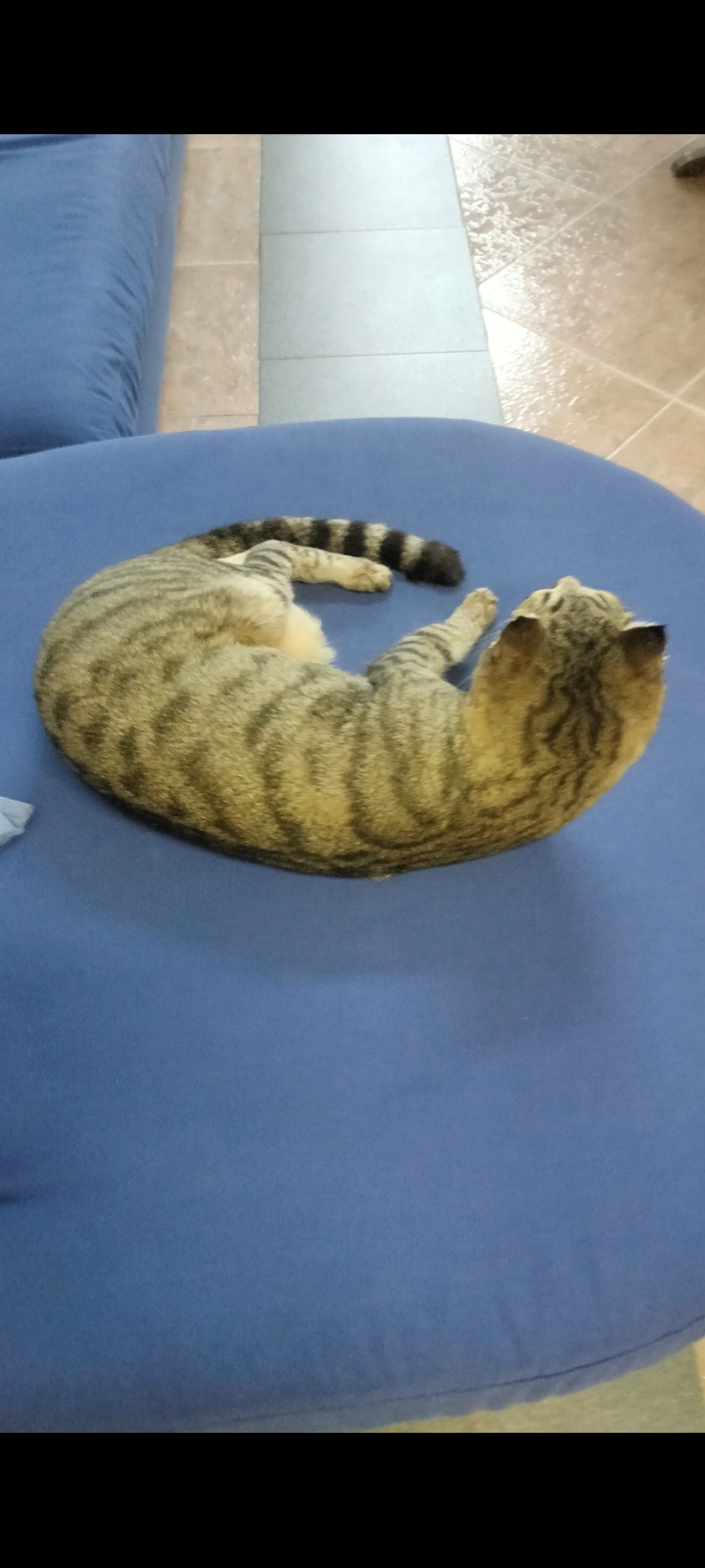 COCO 