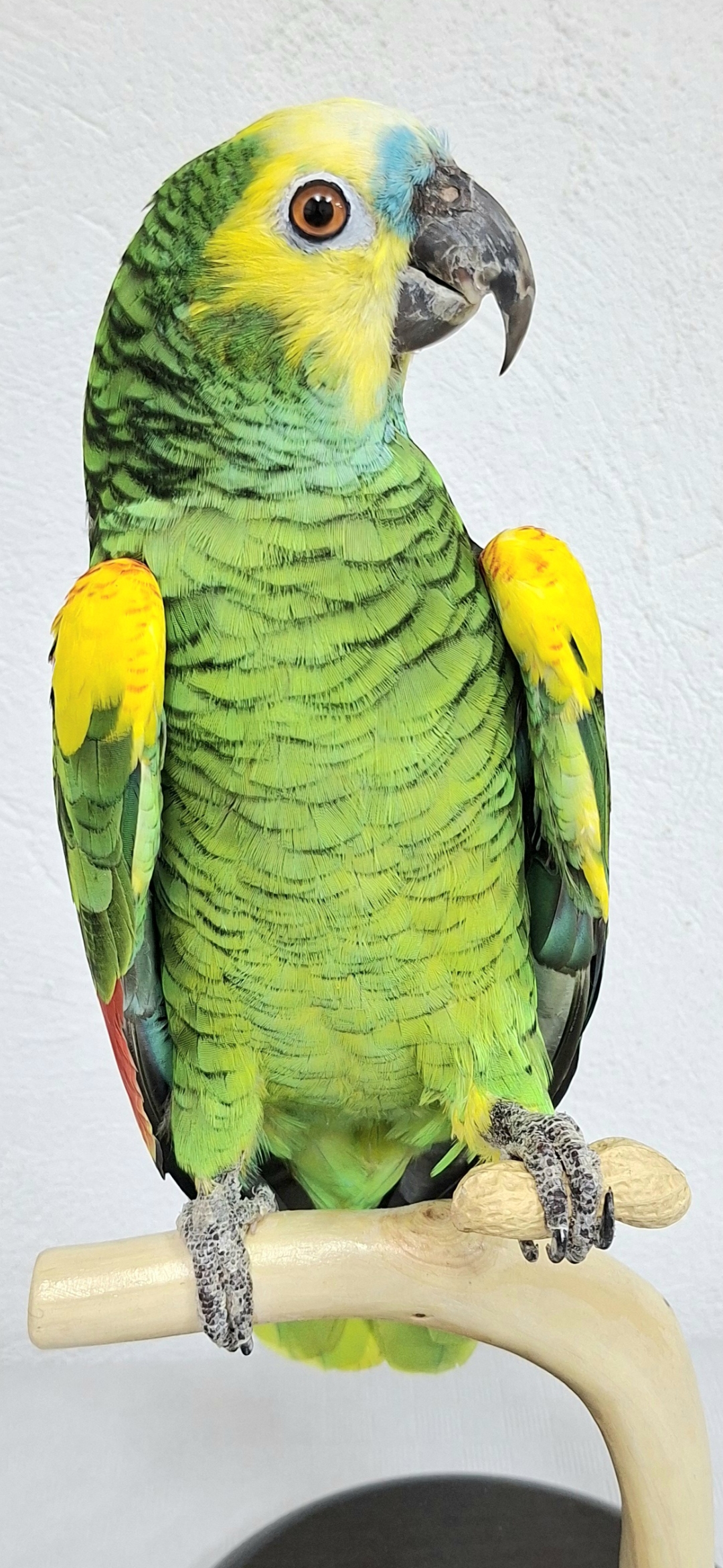 LORO AMAZONAS 