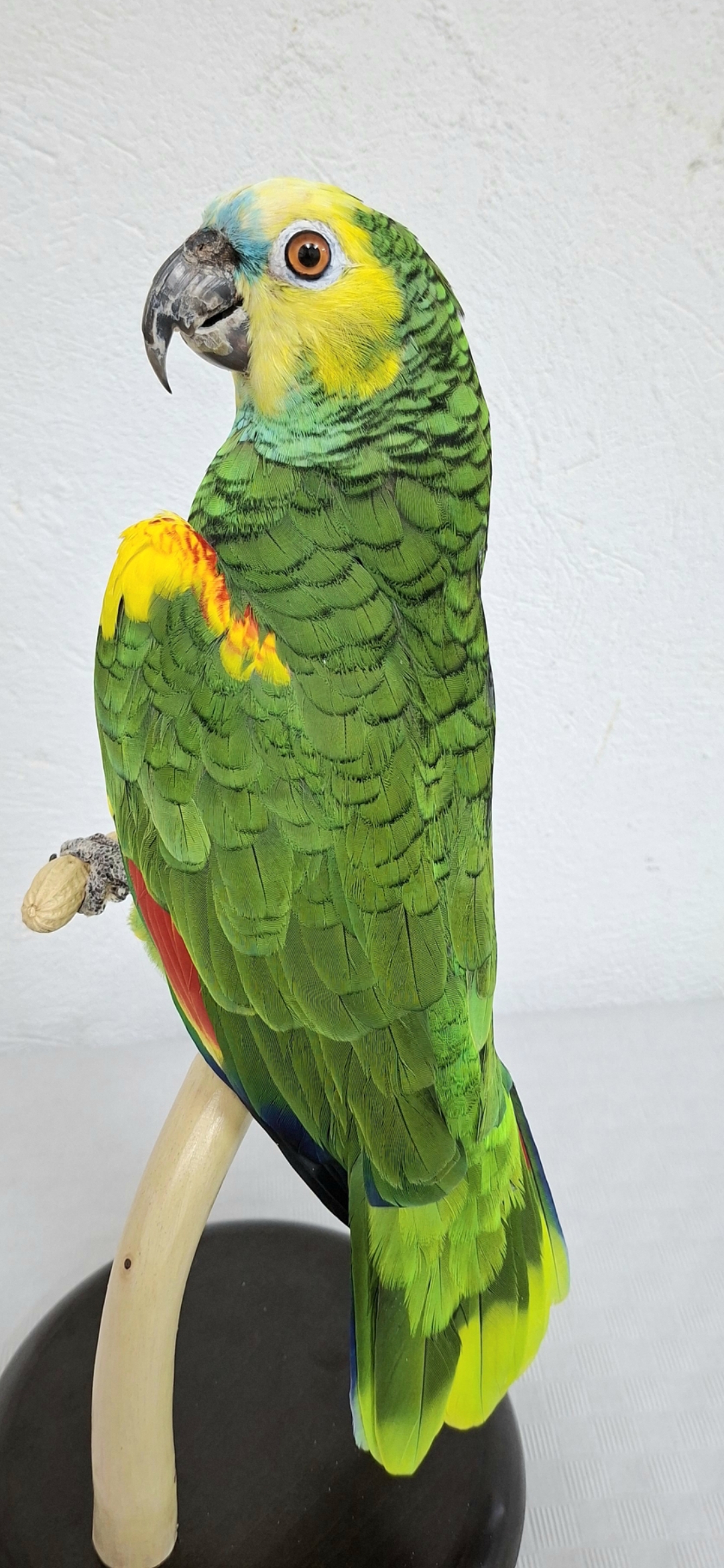 LORO A.A,ONAS