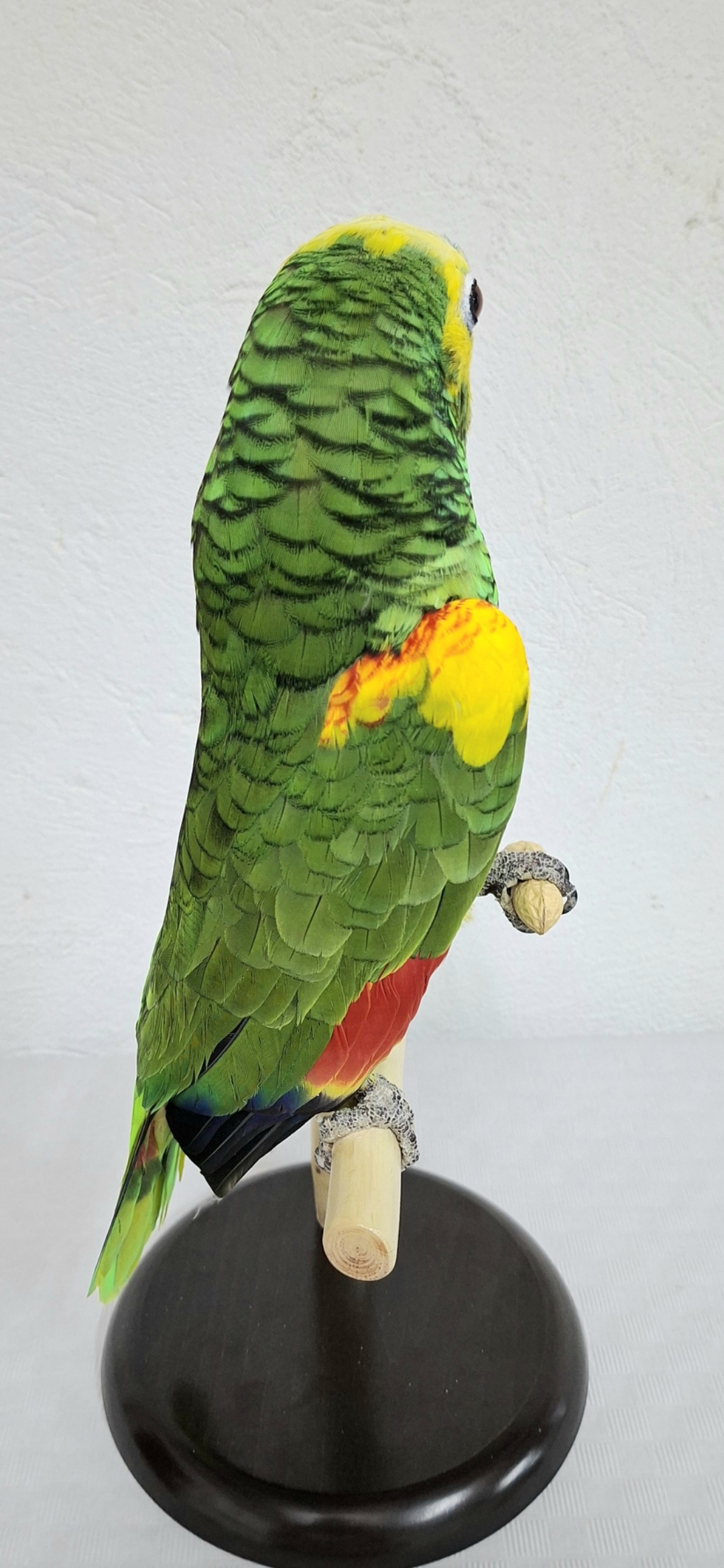 LORO AMAZONAS 