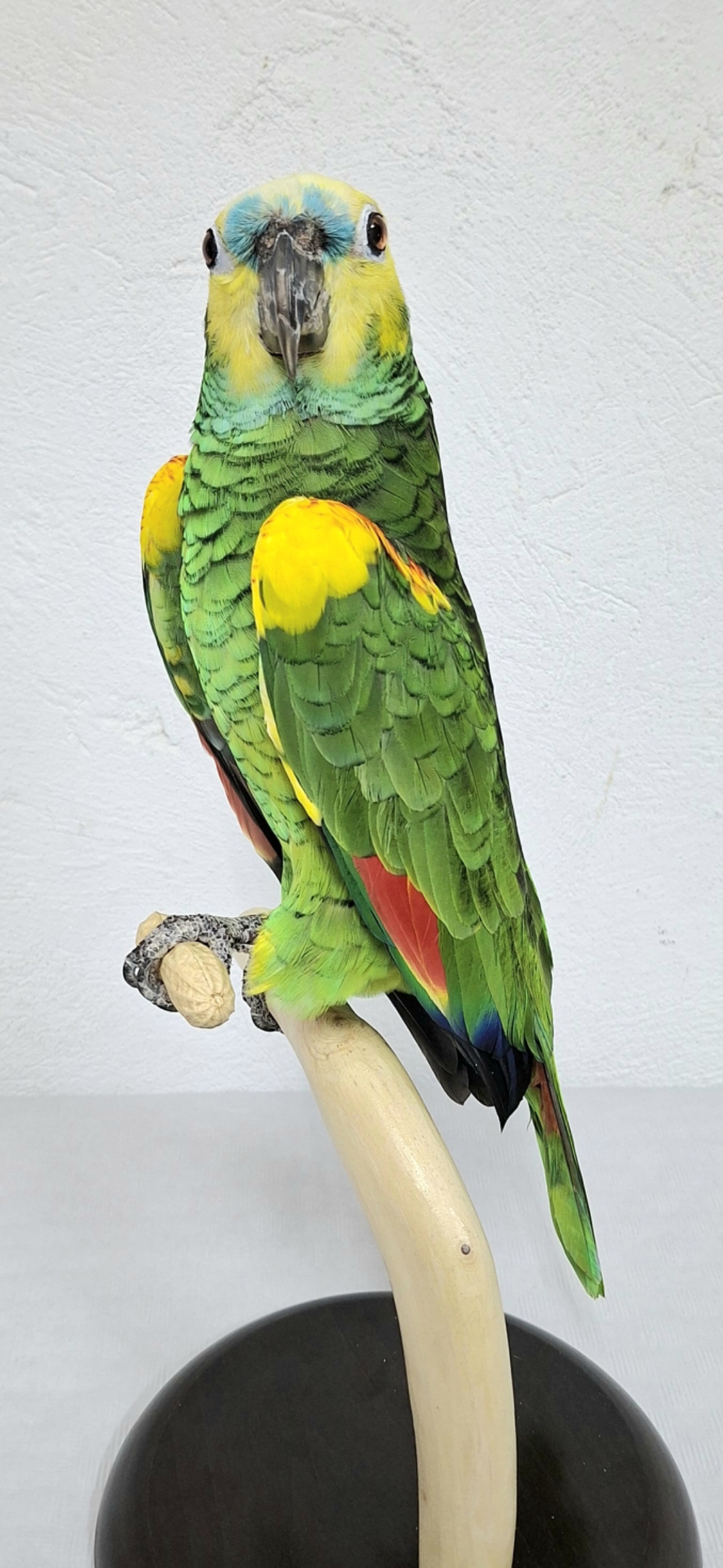 LORO A.AZONAS