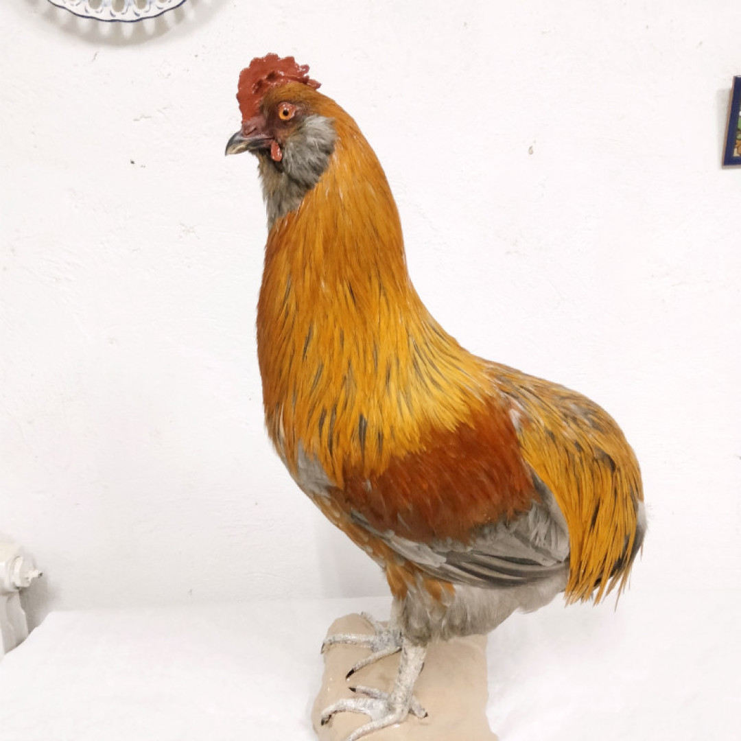 Gallo 
