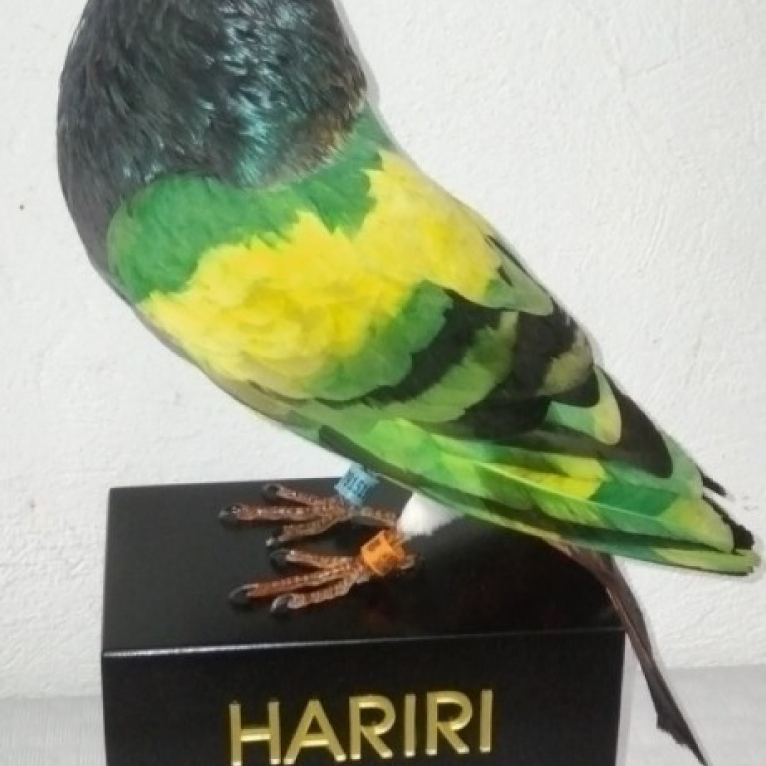 PALOMA de conpeticion 