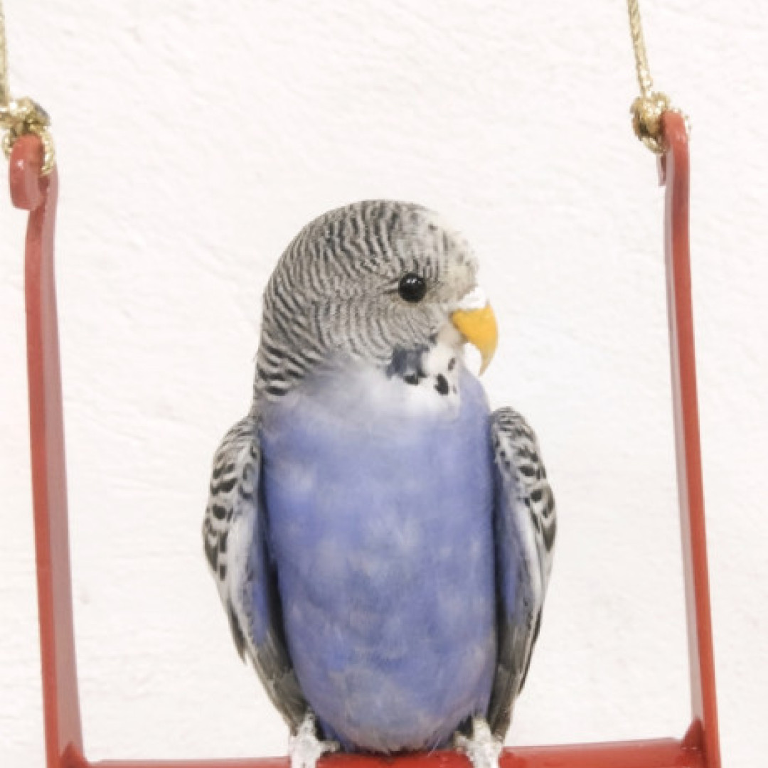 PERIQUITO en su culunpio