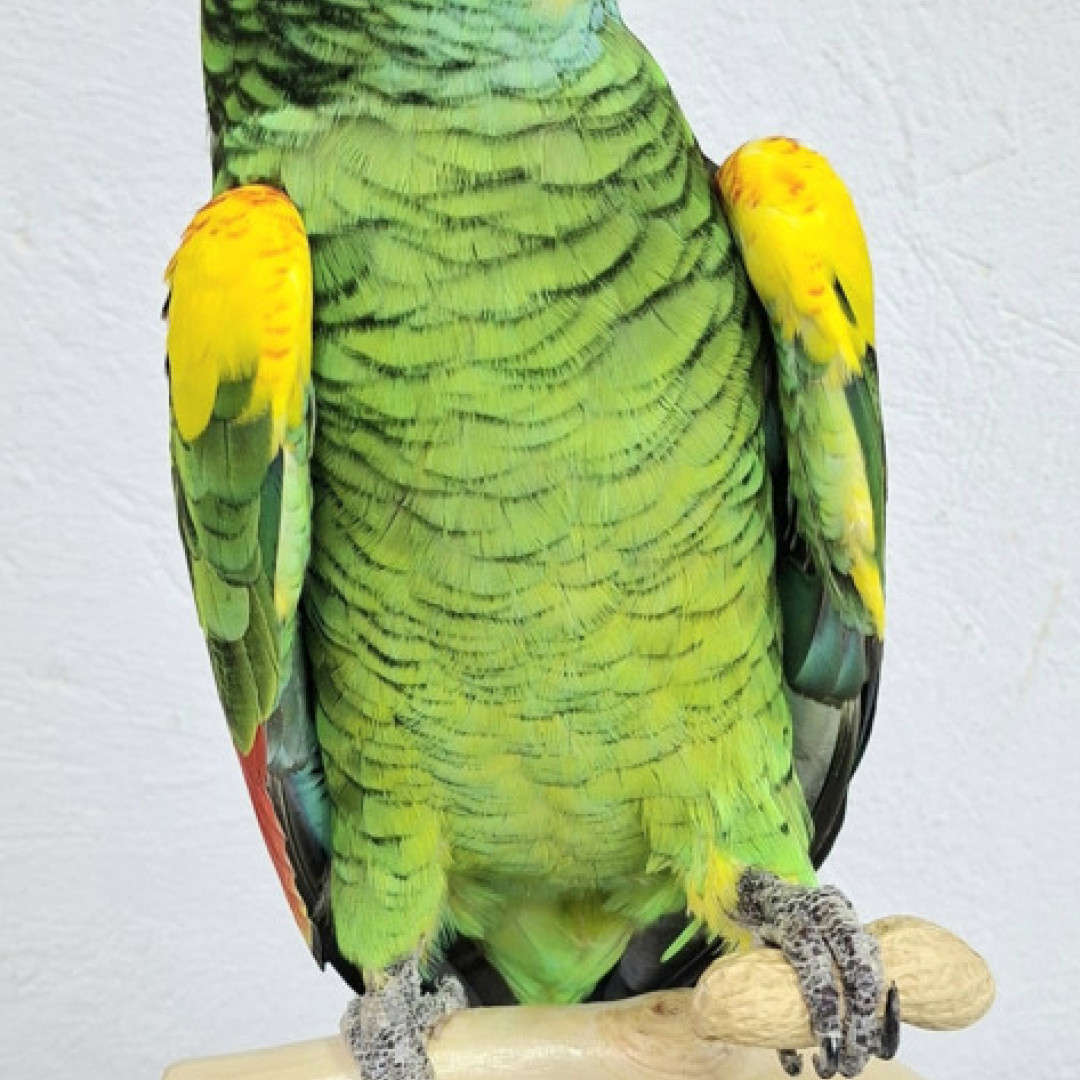 LORO AMAZONAS 