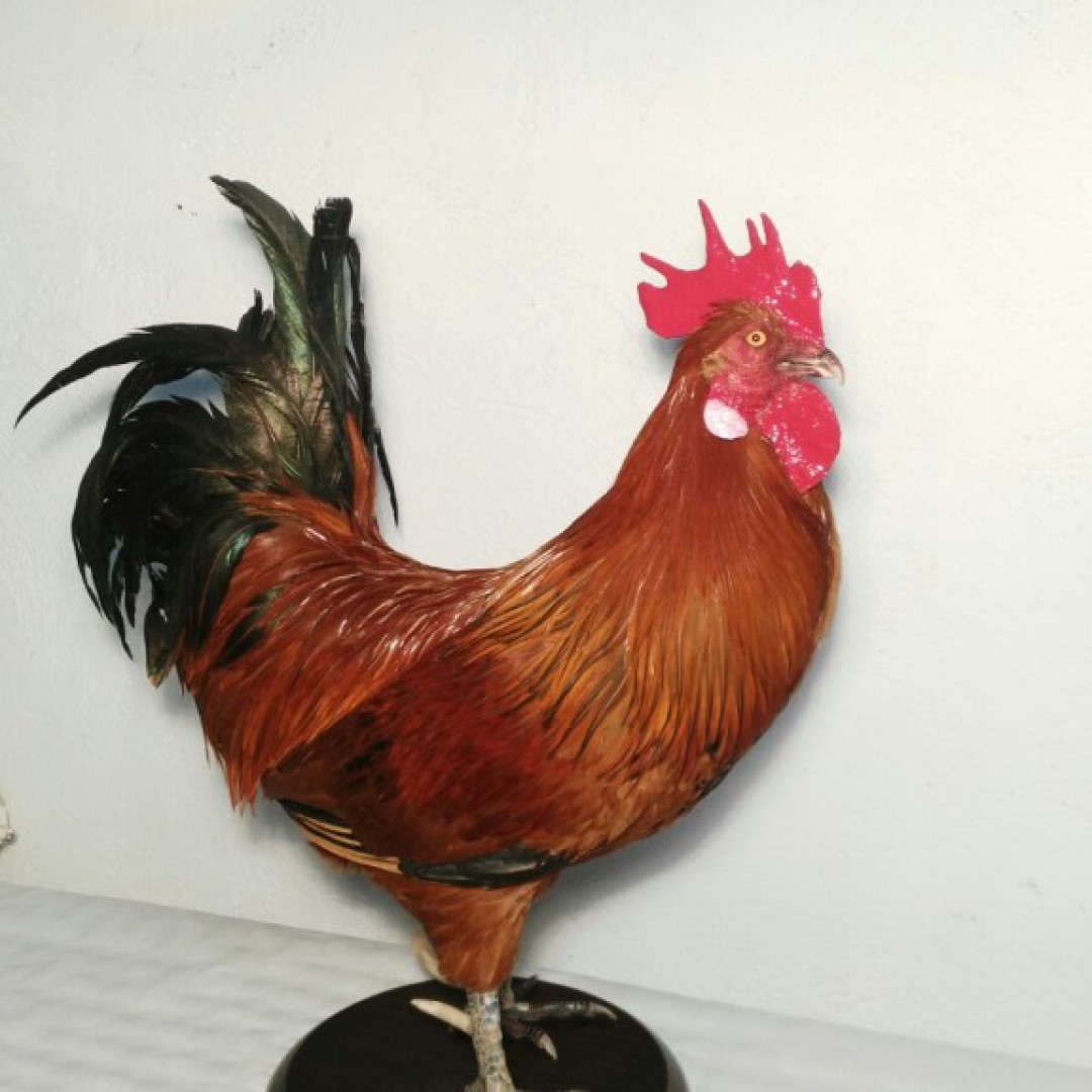 Gallo 