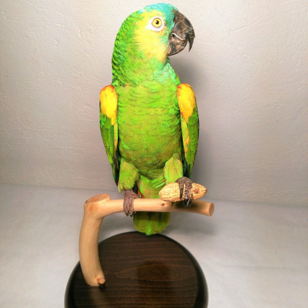 LORO  AMAZONAS