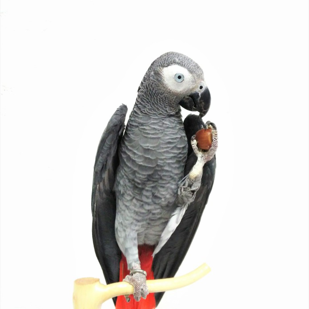 JAKOS DE COLA ROJA