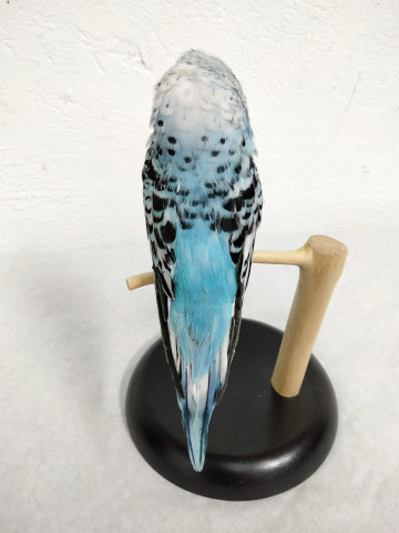 PERIQUITO