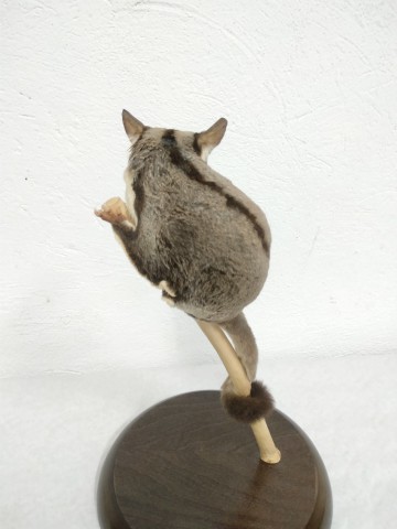 PETAURUS del azucar