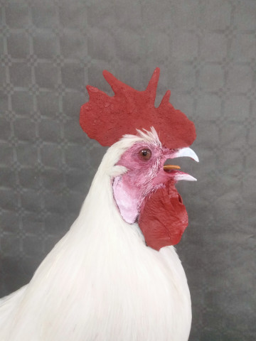 Gallo 