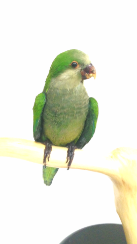 COTORRA ARGENTINA 
