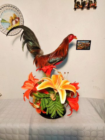 GALLOS 