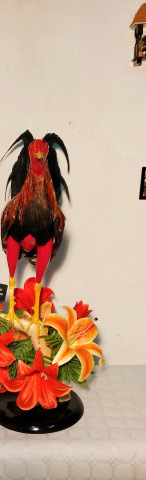 GALLOS 