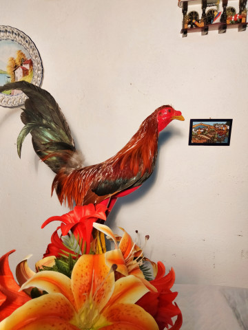 GALLOS 