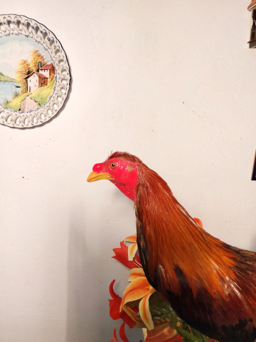 GALLOS