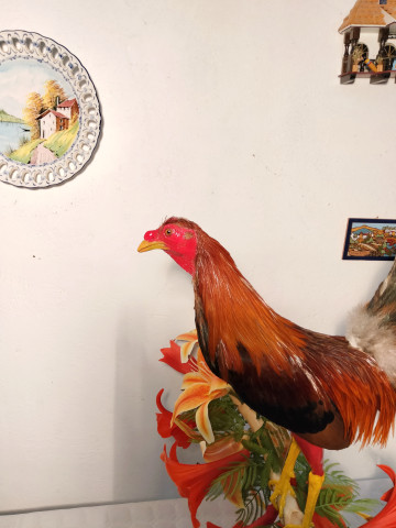 GALLOS 