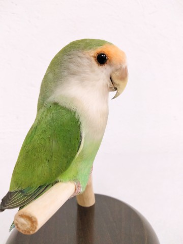 AGAPORNIS 