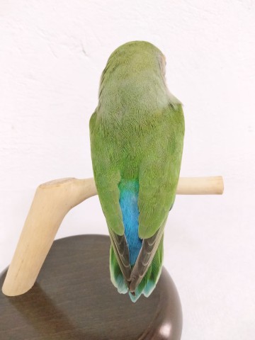 AGAPORNIS 