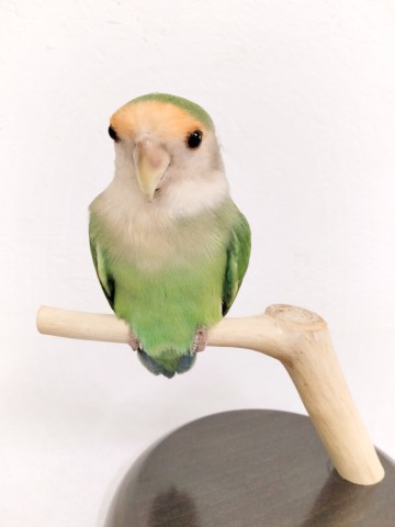 AGAPORNIS 