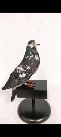 PALOMOS 