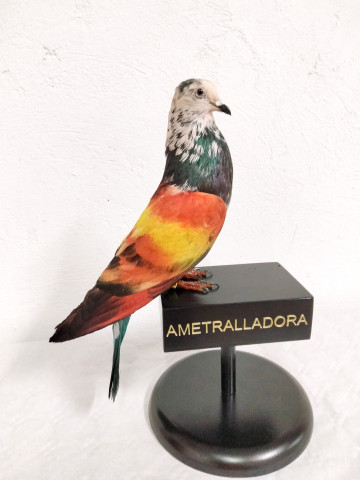 PALOMOS 