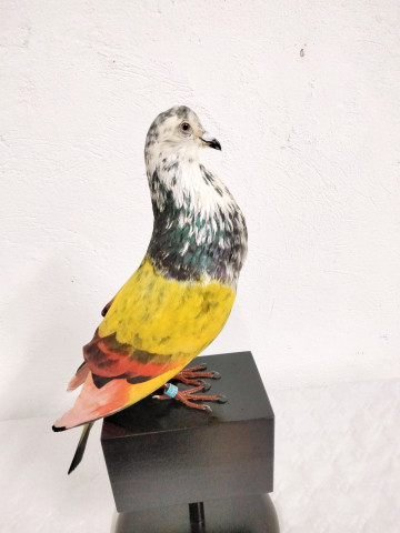 PALOMOS 