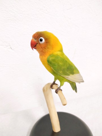 AGAPORNIS 