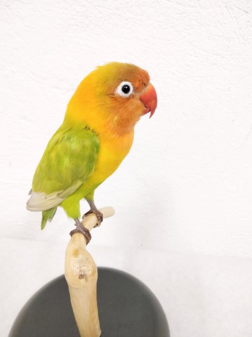 AGAPORNIS 