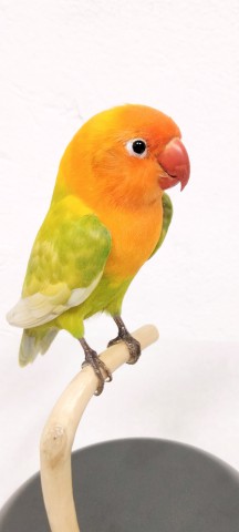 AGAPORNIS 
