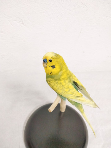 PERIQUITOS 