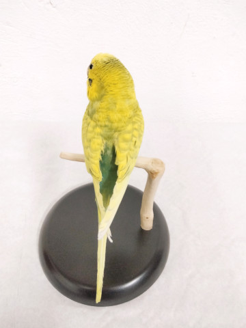PERIQUITOS 