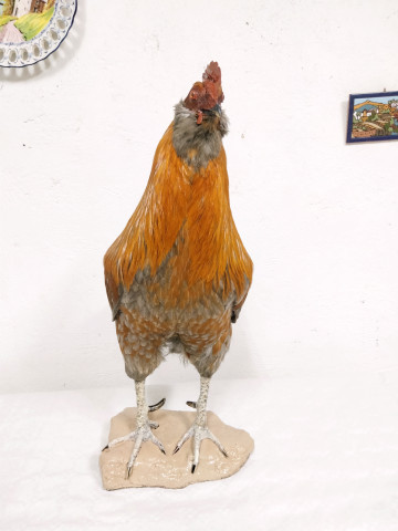 Gallo 