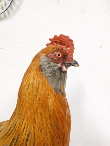 Gallo 