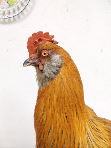 Gallo 