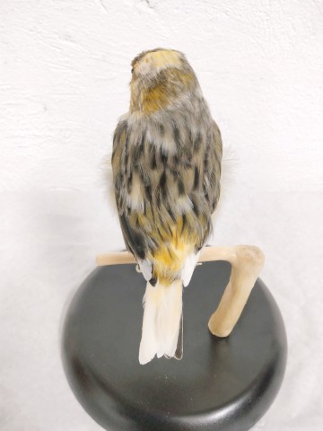 CANARIO