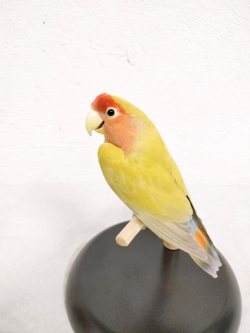 AGAPORNIS 