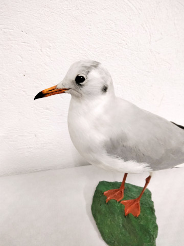 GAVIOTA REIDORA 