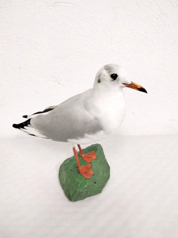 Gaviota REIDORA 