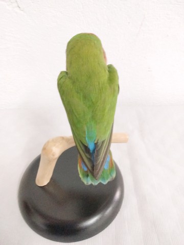 AGAPORNIS 