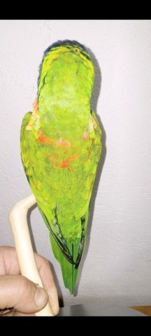 LORIS ARCOIRIS 