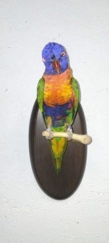 LORIS ARCOIRIS